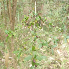 Coprosma quadrifida