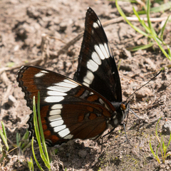 Limenitis arthemis rubrofasciata
