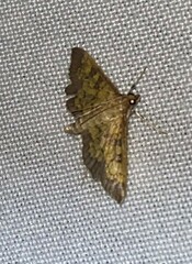 Diacme elealis