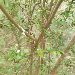 Coprosma quadrifida