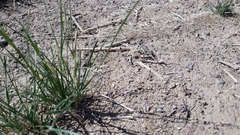 Phrynocephalus versicolor