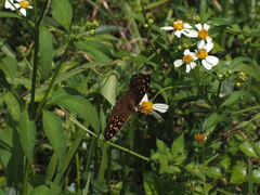 Junonia lemonias