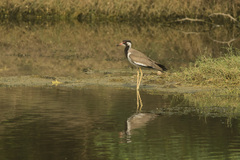 Vanellus indicus