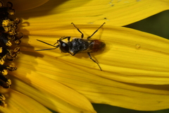 Astata
