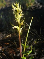 Prasophyllum gracile