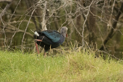 Porphyrio poliocephalus