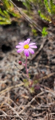 Senecio arenarius