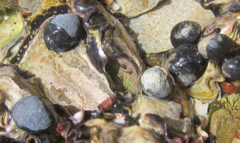 Nerita melanotragus