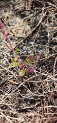 Senecio arenarius