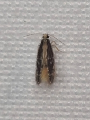 Hydroptilidae