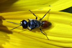 Astata