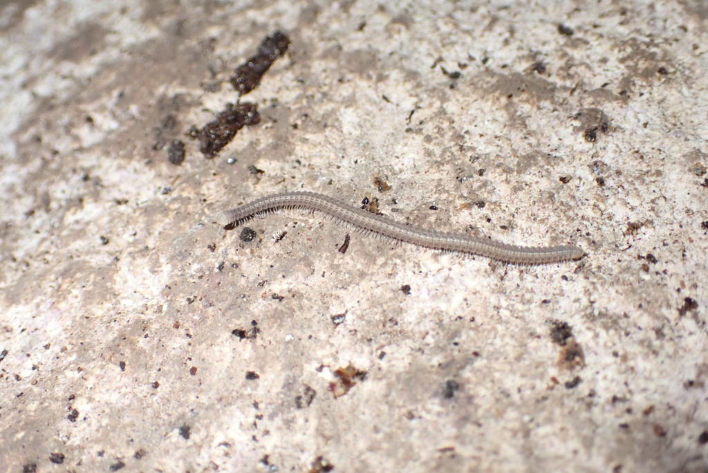 Plusioglyphiulus jaydee