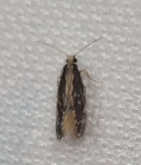 Hydroptilidae