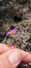 Senecio arenarius