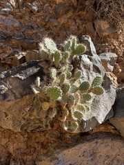 Opuntia