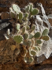 Opuntia