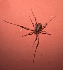 Paroligolophus agrestis