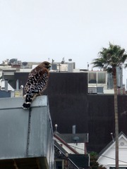 Buteo lineatus elegans