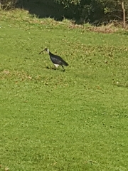 Threskiornis spinicollis