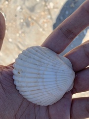 Argopecten irradians concentricus