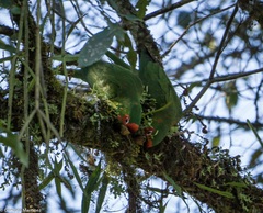 Psittacara mitratus