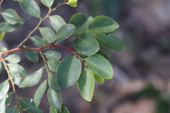 Breynia oblongifolia