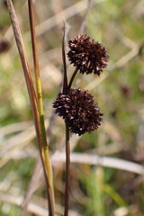 Juncus