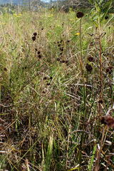 Juncus