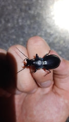 Carabus germarii
