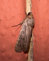 Amphipyra tragopoginis