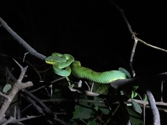 Craspedocephalus gramineus