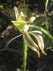 Caladenia roei