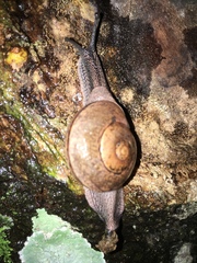 Ariophanta exilis