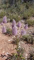 Ptilotus exaltatus