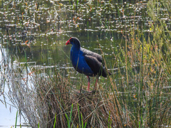 Porphyrio melanotus