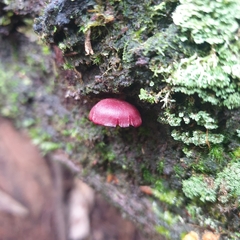 Tubaria rufofulva