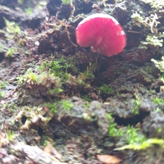 Tubaria rufofulva
