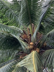 Callosciurus finlaysonii