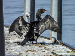 Phalacrocorax sulcirostris