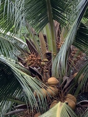 Callosciurus finlaysonii