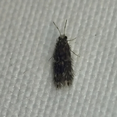 Hydroptilidae