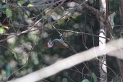 Chloropicus fuscescens