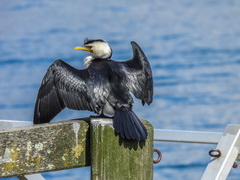 Microcarbo melanoleucos
