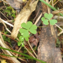 Oxalis perennans