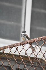 Rhipidura albogularis