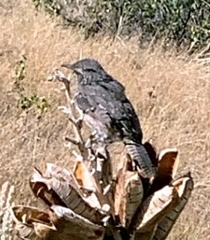 Salpinctes obsoletus