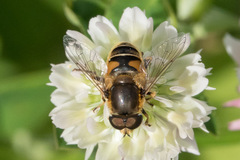 Eristalis nemorum