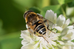 Eristalis nemorum