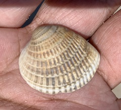 Chione elevata