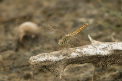 Brachythemis contaminata